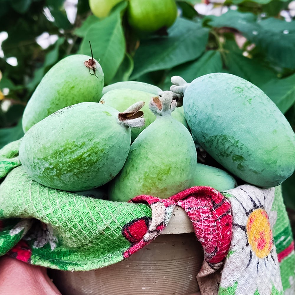 Фейхоа самоплодный Крымский ранний