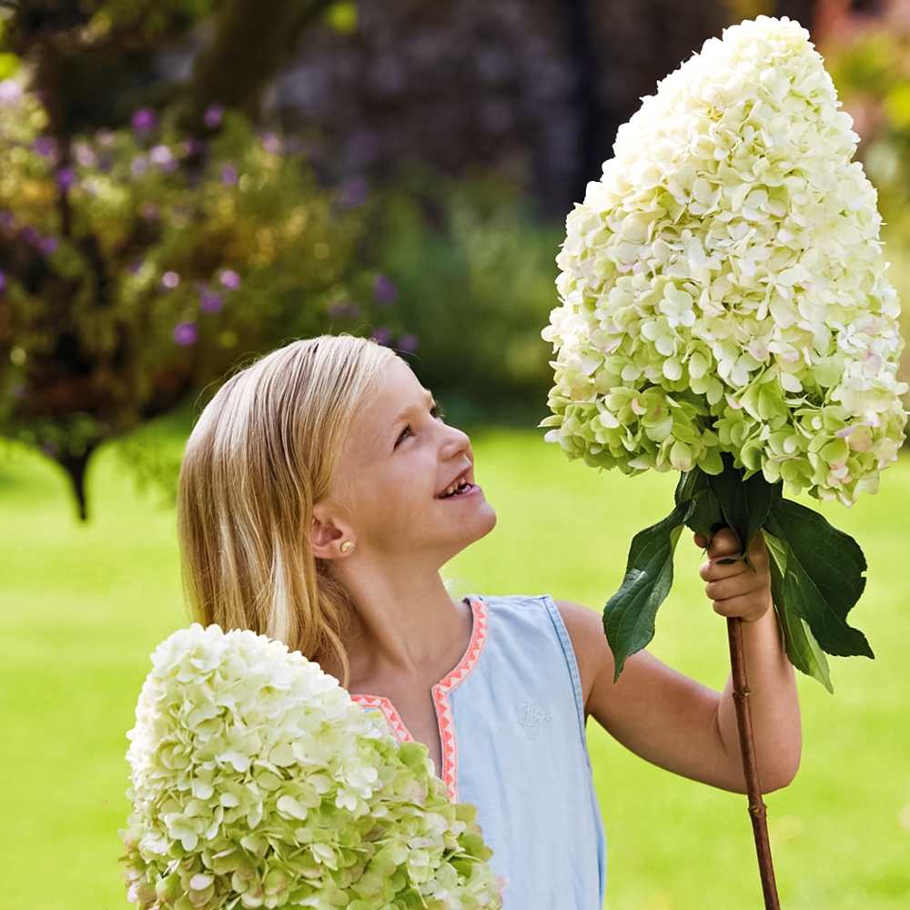 

Гортензия метельчатая малоуходная Геркулес