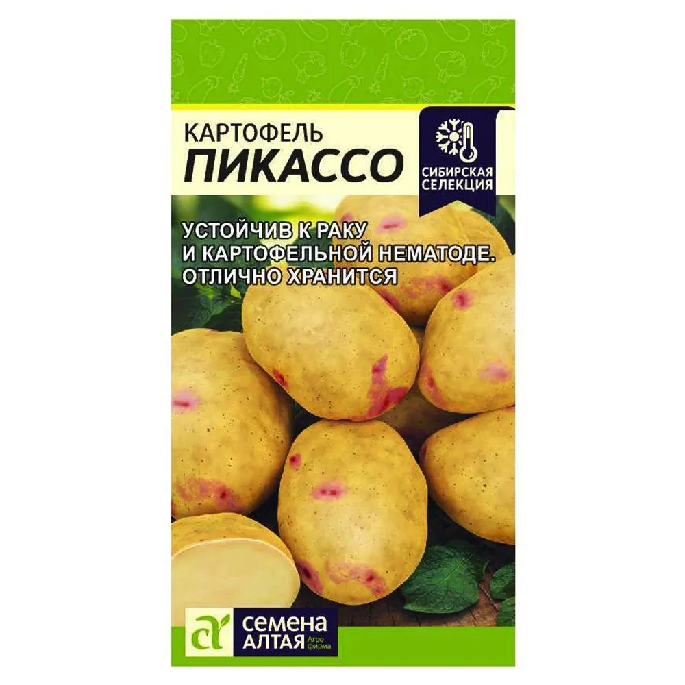 КартофельПикассоСеменаАлтая