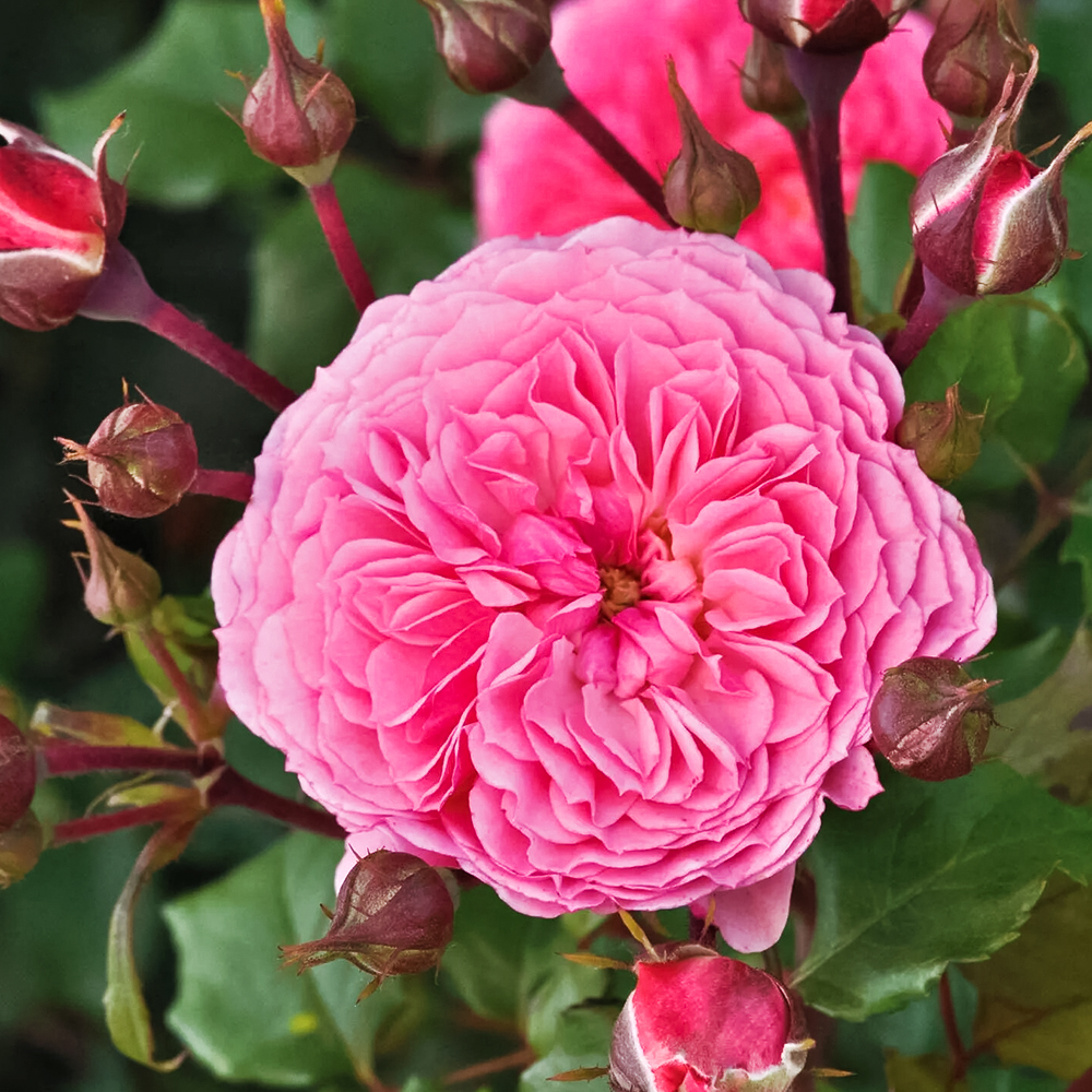 Роза шраб для варенья Тео Клеверс (кулинарная серия)