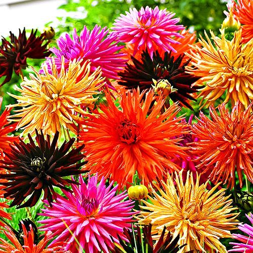 Георгина Кактусовидная, смесь окрасок Семена Алтая