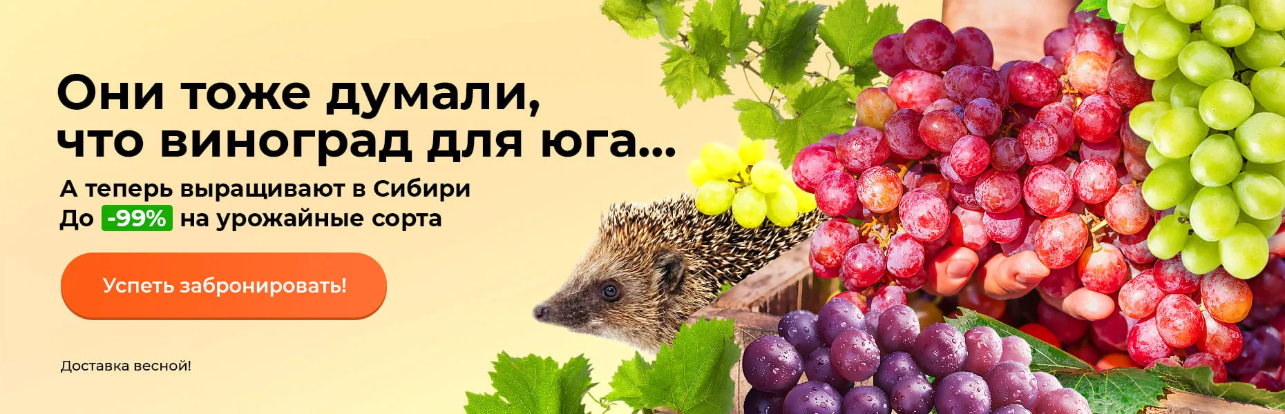 Они тоже думали, что виноград для юга... А теперь выращивают в Сибири До -99% на урожайные сорта Доставка весной!