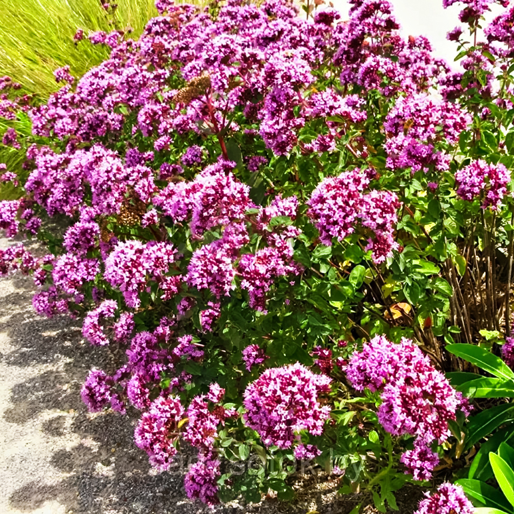 

Душица обыкновенная Дьябло