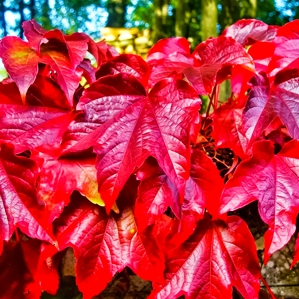 Виноград девичий триостренный Вичи