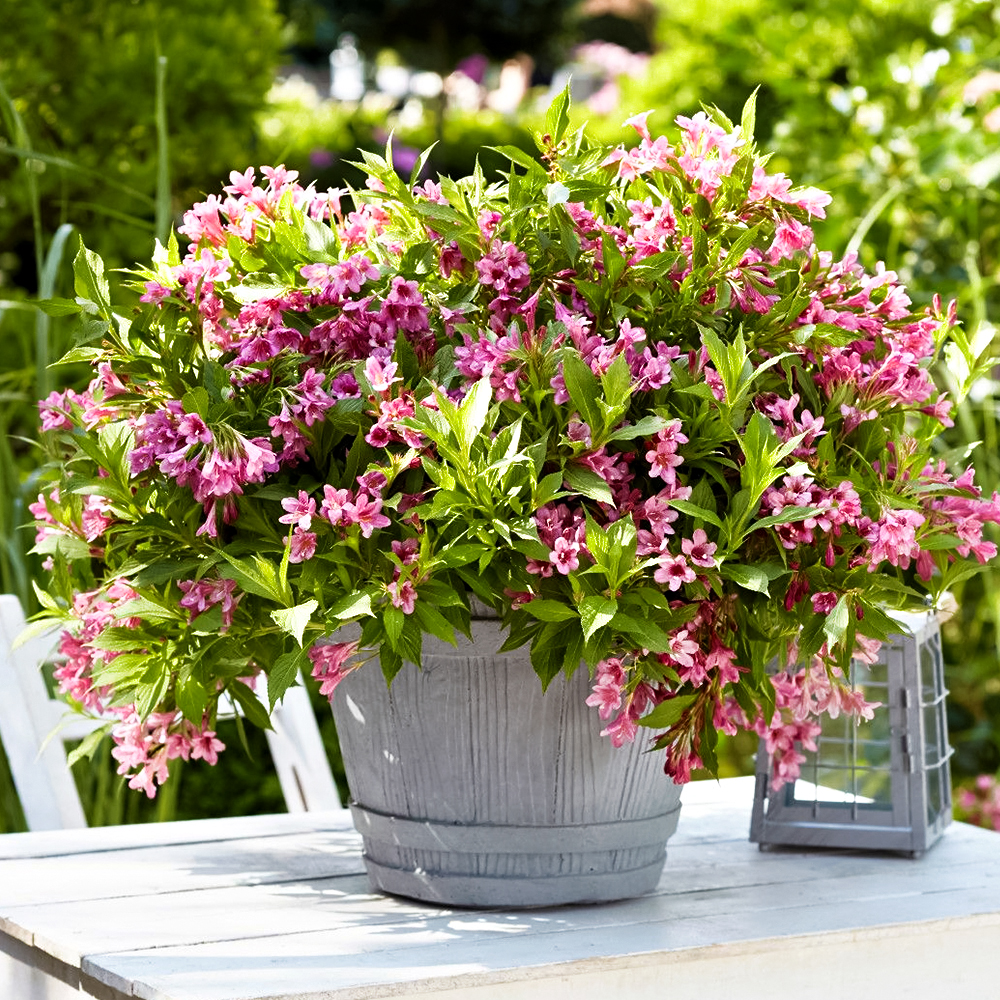 Вейгела цветущая горшечная Пикобелла Роза