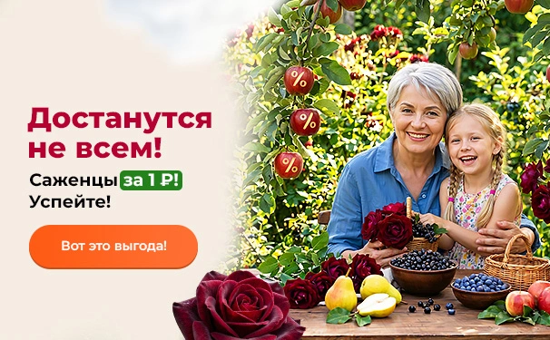 Достанутся не всем! Саженцы за 1 рубль! Успейте!