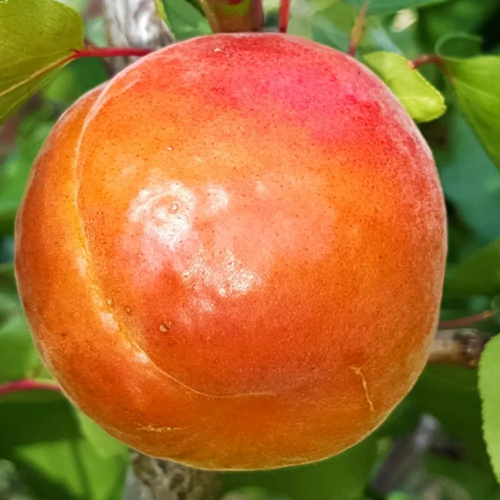 АбрикосПолиплоид(сложныйгибрид)