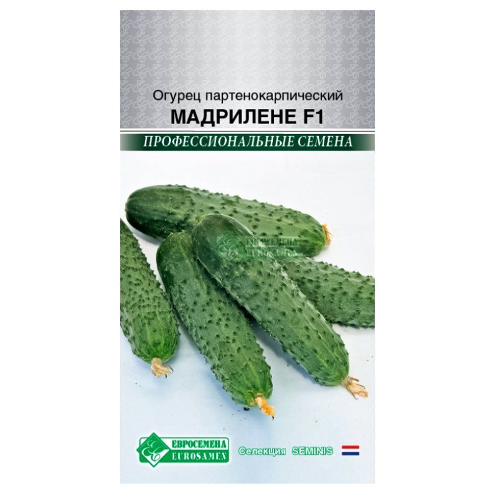 

Огурец Мадрилене F1 Евросемена