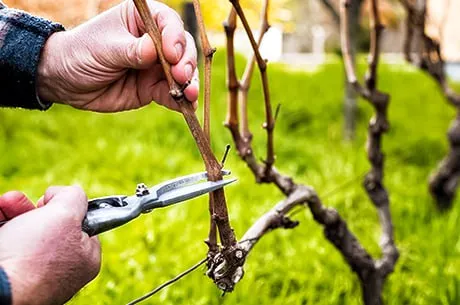 Подготовка винограда к зиме: как уберечь культуру в мороз