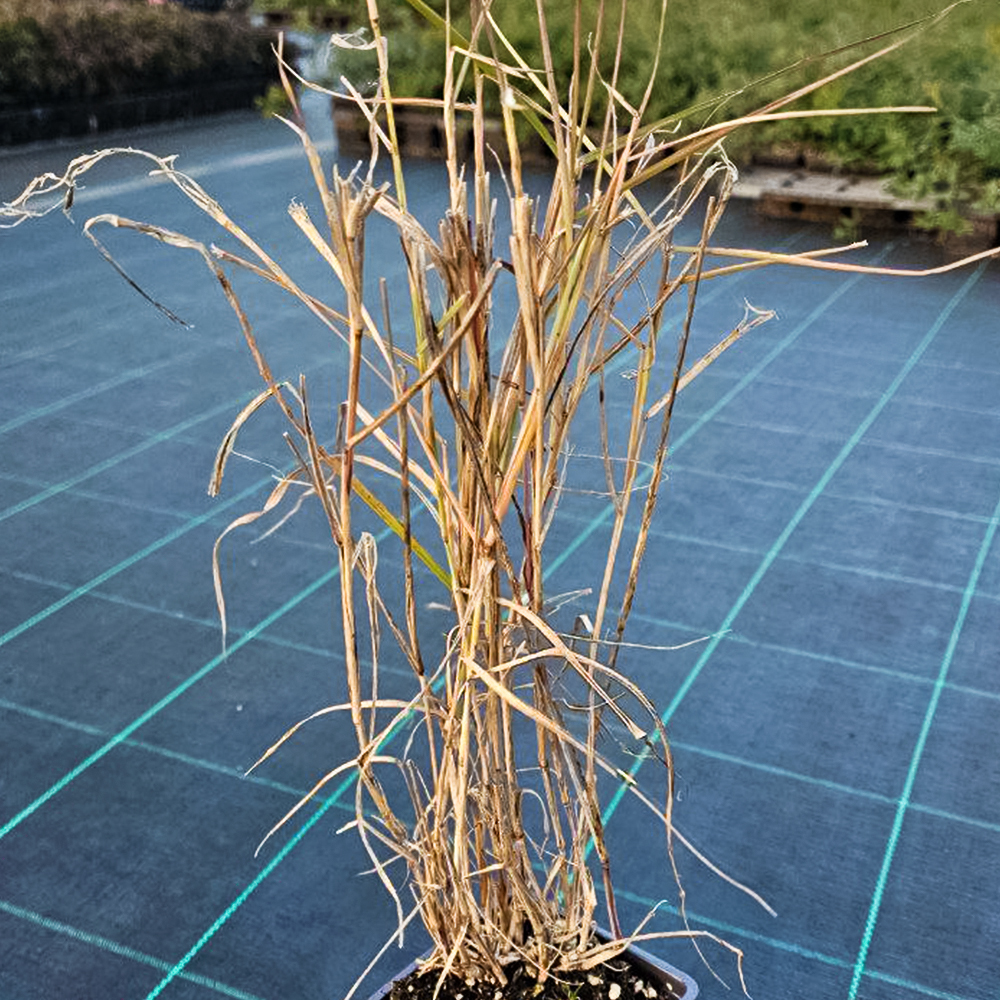 Пеннисетум восточный долгоцветущий Фламинго