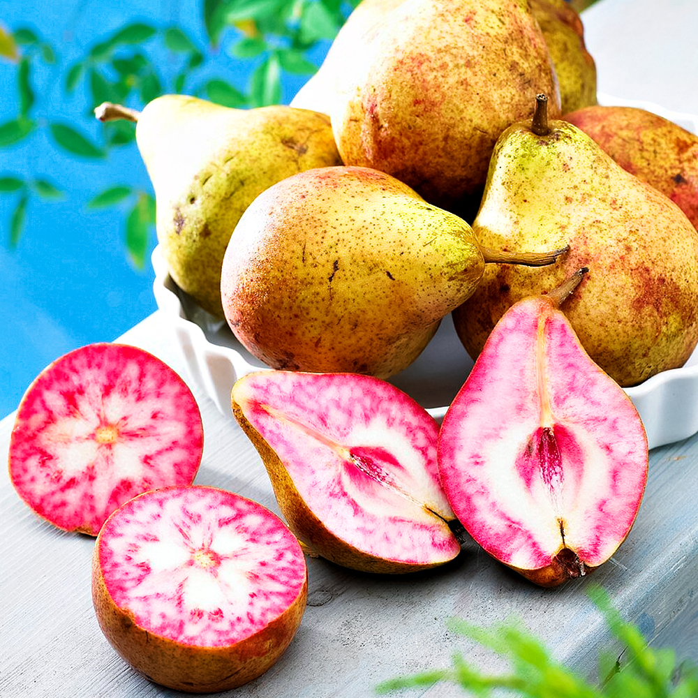 

Груша розовая Блютберн (Блютбирн)