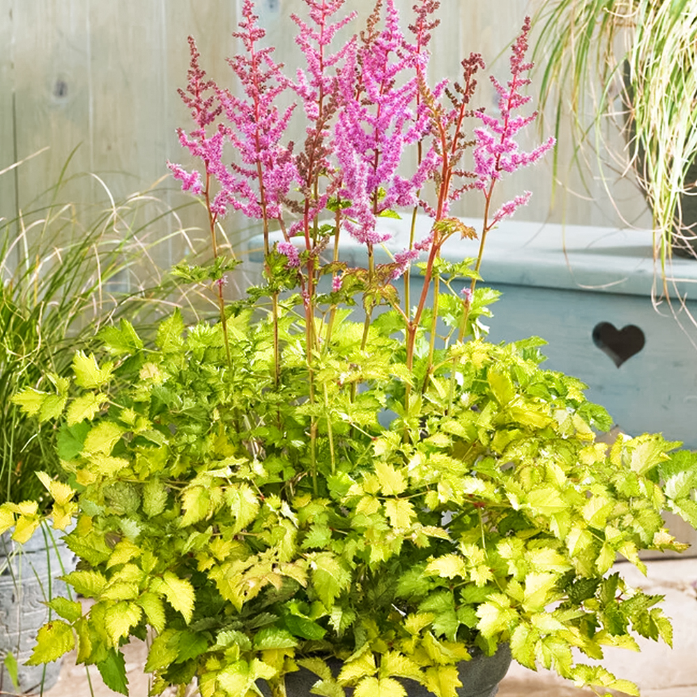 

Астильба китайская Колор Флэш Лайм