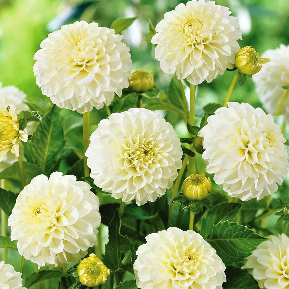 

Георгина шаровидная Бум Бум Вайт