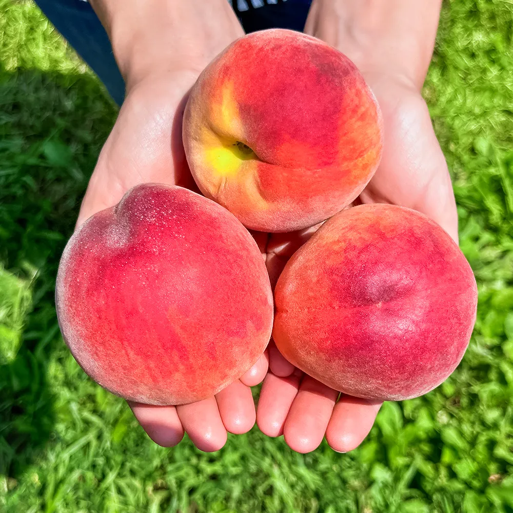 ПерсикдлясеверногосадаМосковскийкарлик