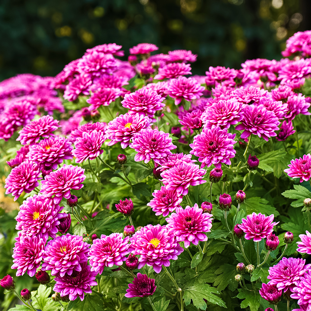 Хризантема мультифлора Свит Пинк
