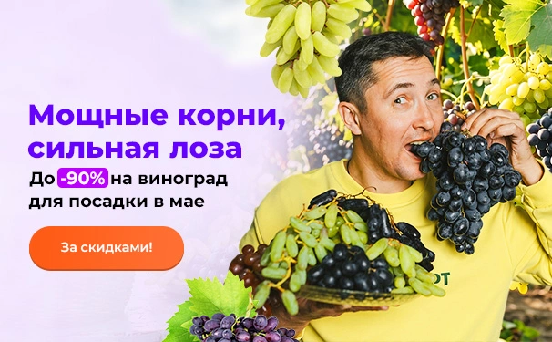 Мощные корни, сильная лоза! До -90% на виноград для посадки в мае