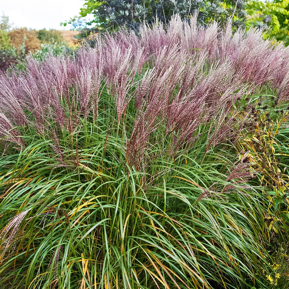 

Мискантус китайский Кратер