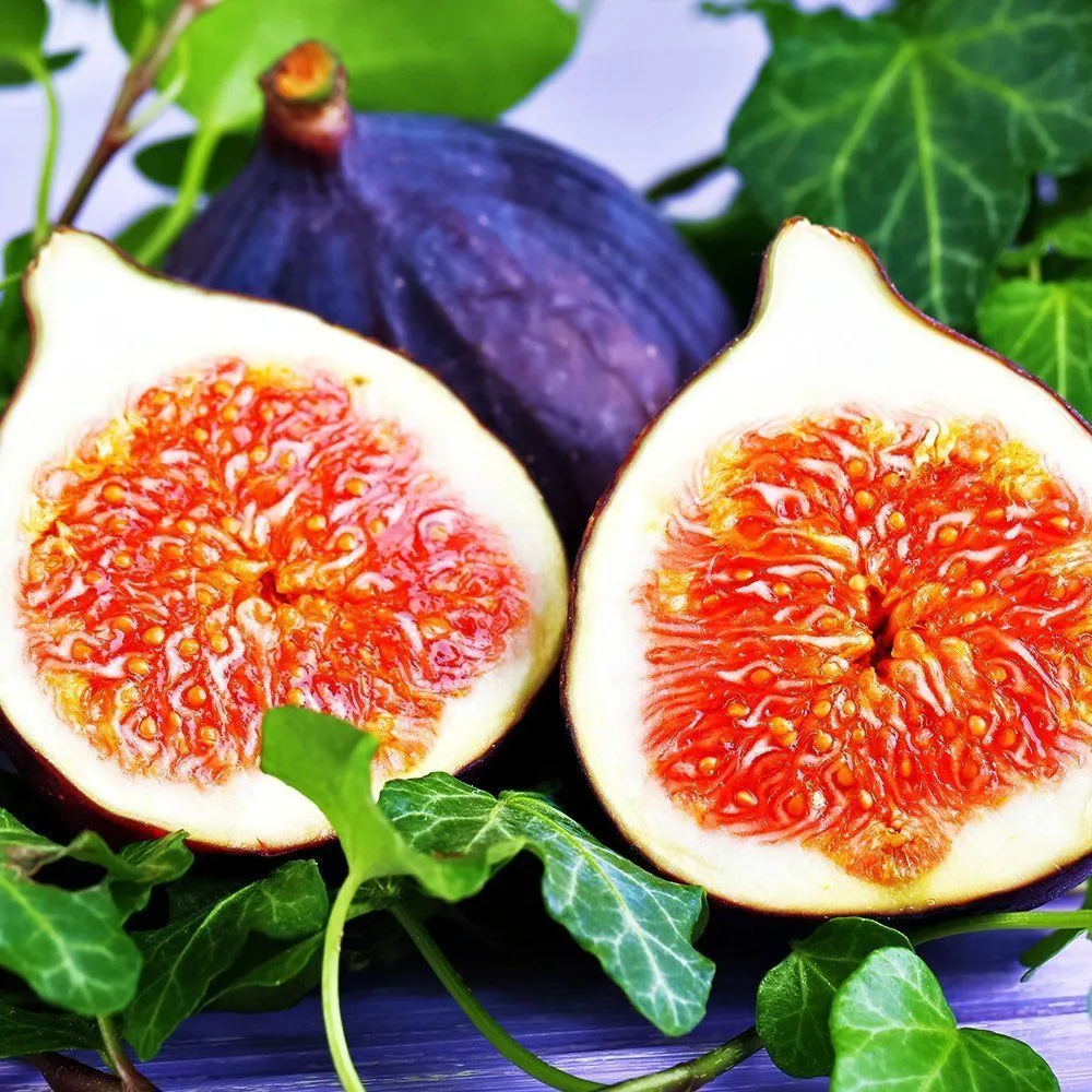 ИнжирморозостойкийЧикагоХарди