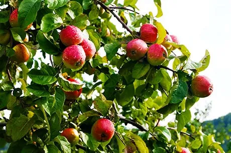5 лучших сортов яблонь, с которыми справится даже новичок