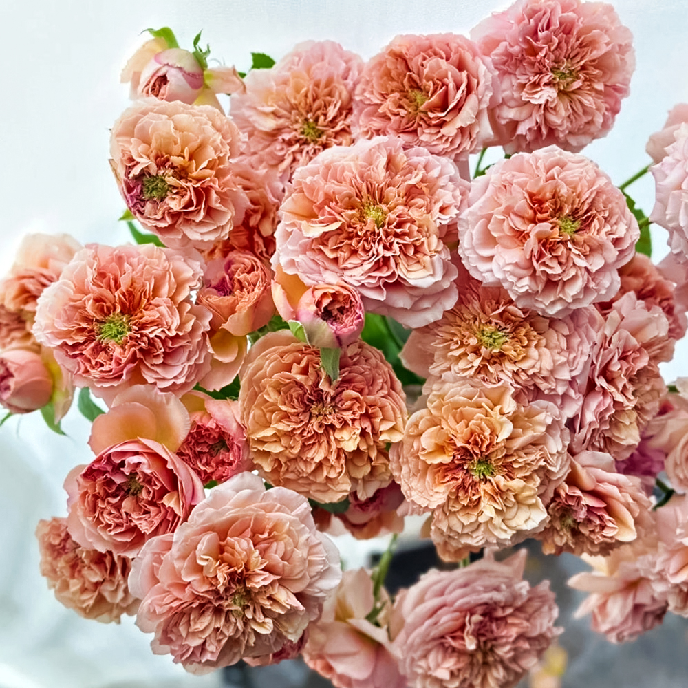 

Роза шраб с ароматом спелых фруктов Бель Де Анжу