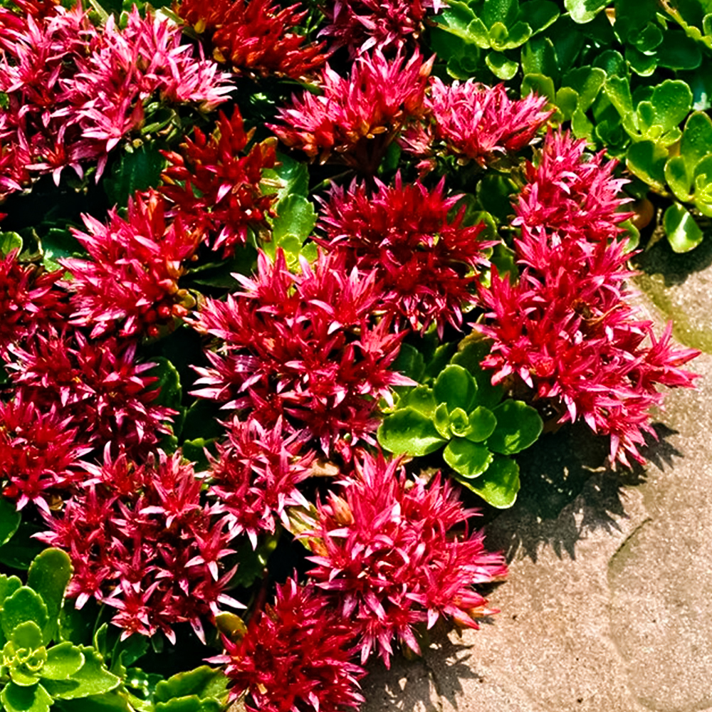 Очиток (седум) ложный Кровь Дракона