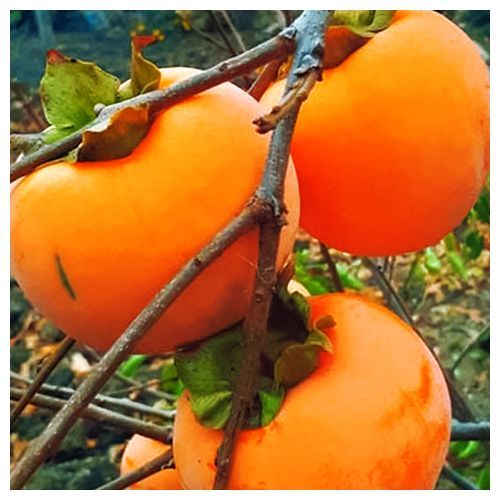 

Хурма Божий дар