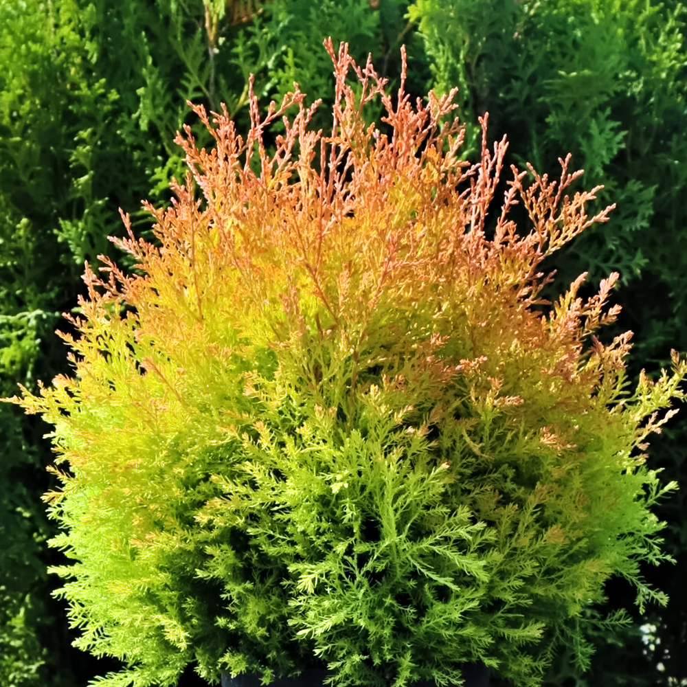 

Туя западная карликовая Фаер Чиф