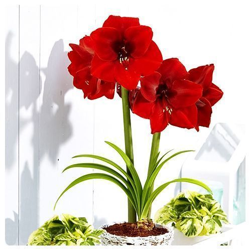 

Амариллис (гиппеаструм) Гранд Дива