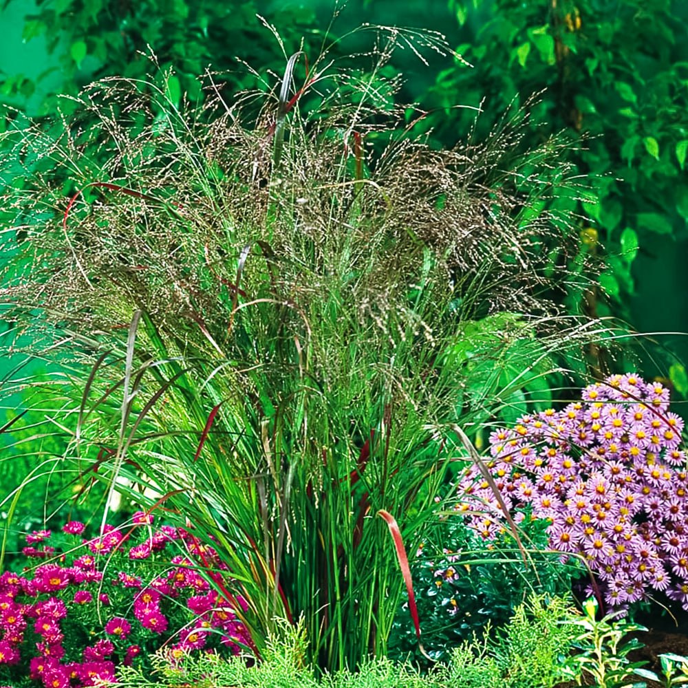 

Просо прутьевидное Скво