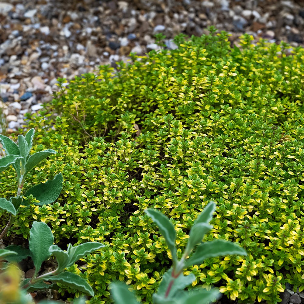 Тимьян (чабрец) лимоннопахнущий Бертрам Андерсон