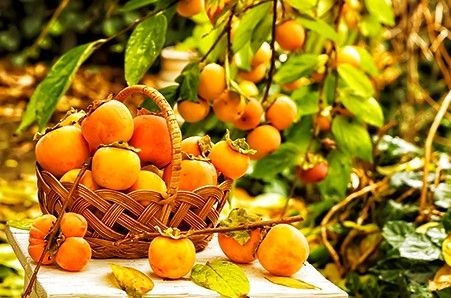 Хурма: можно ли вырастить фрукт не на юге?   Хурма: можно ли вырастить фрукт не на юге?