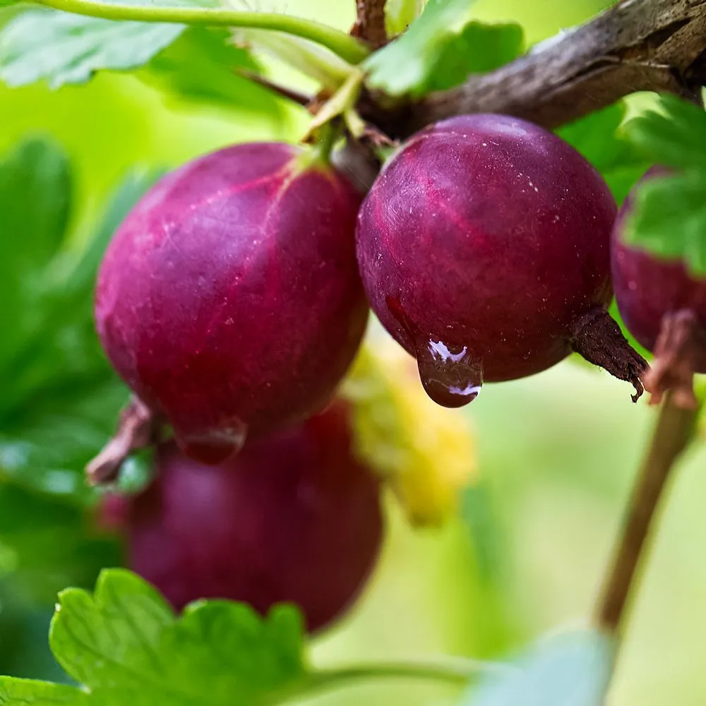 КрыжовникСеверныйкапитан