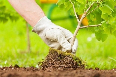 Что сажать поздней весной Что сажать поздней весной