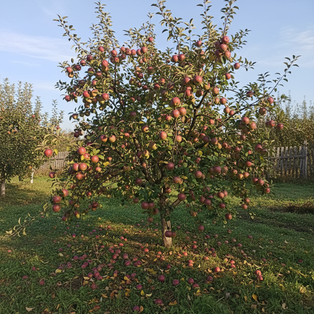 Яблоня для экстремальных условий Сурхурай