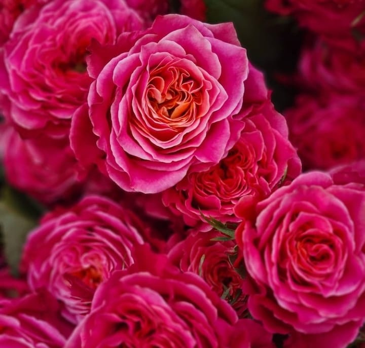 

Роза чайно-гибридная горшечная Кантри Гарден