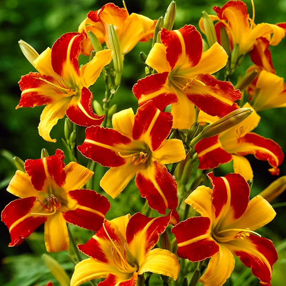 

Лилейник Франс Халс