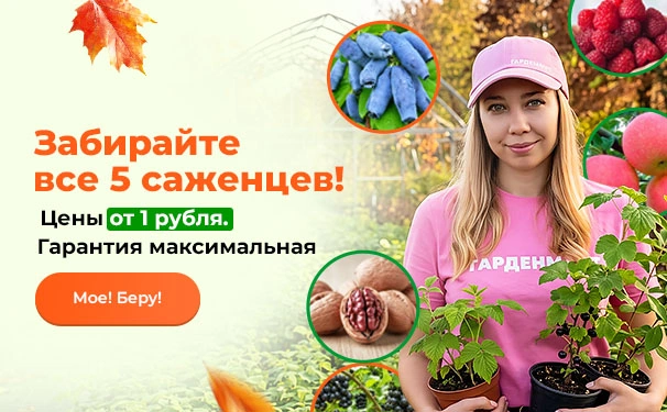 Забирайте все 5 саженцев! Цены от 1 рубля. Гарантия максимальная