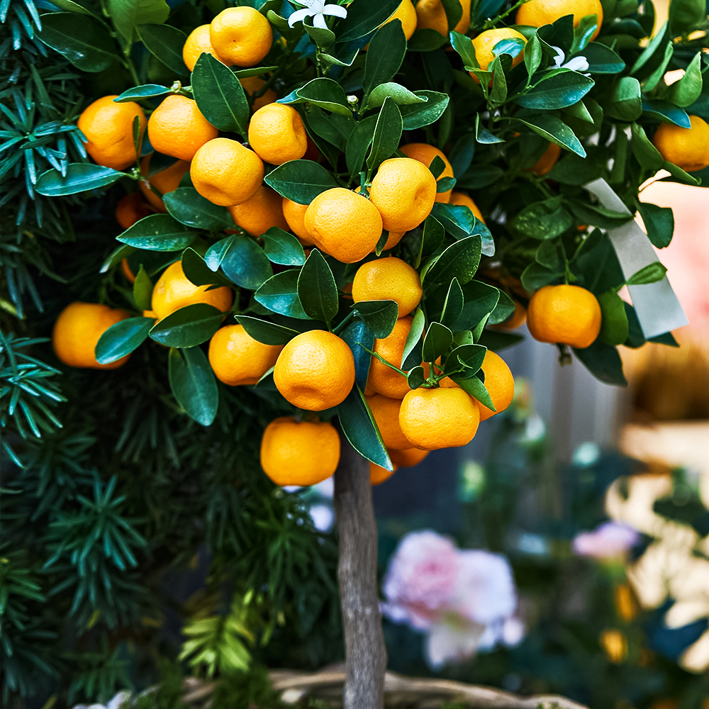 

Мандарин комнатный без косточек Уншиу