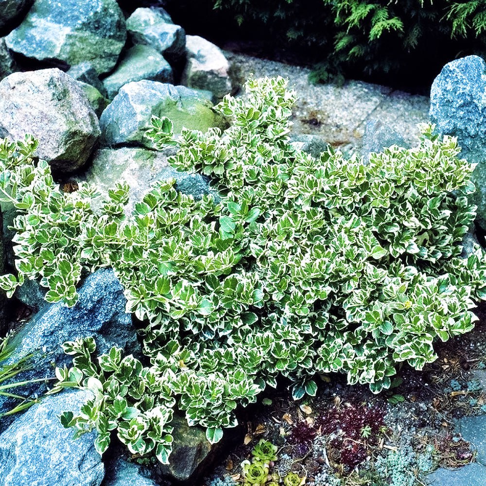 Бересклет Форчуна Эмеральд Гаити