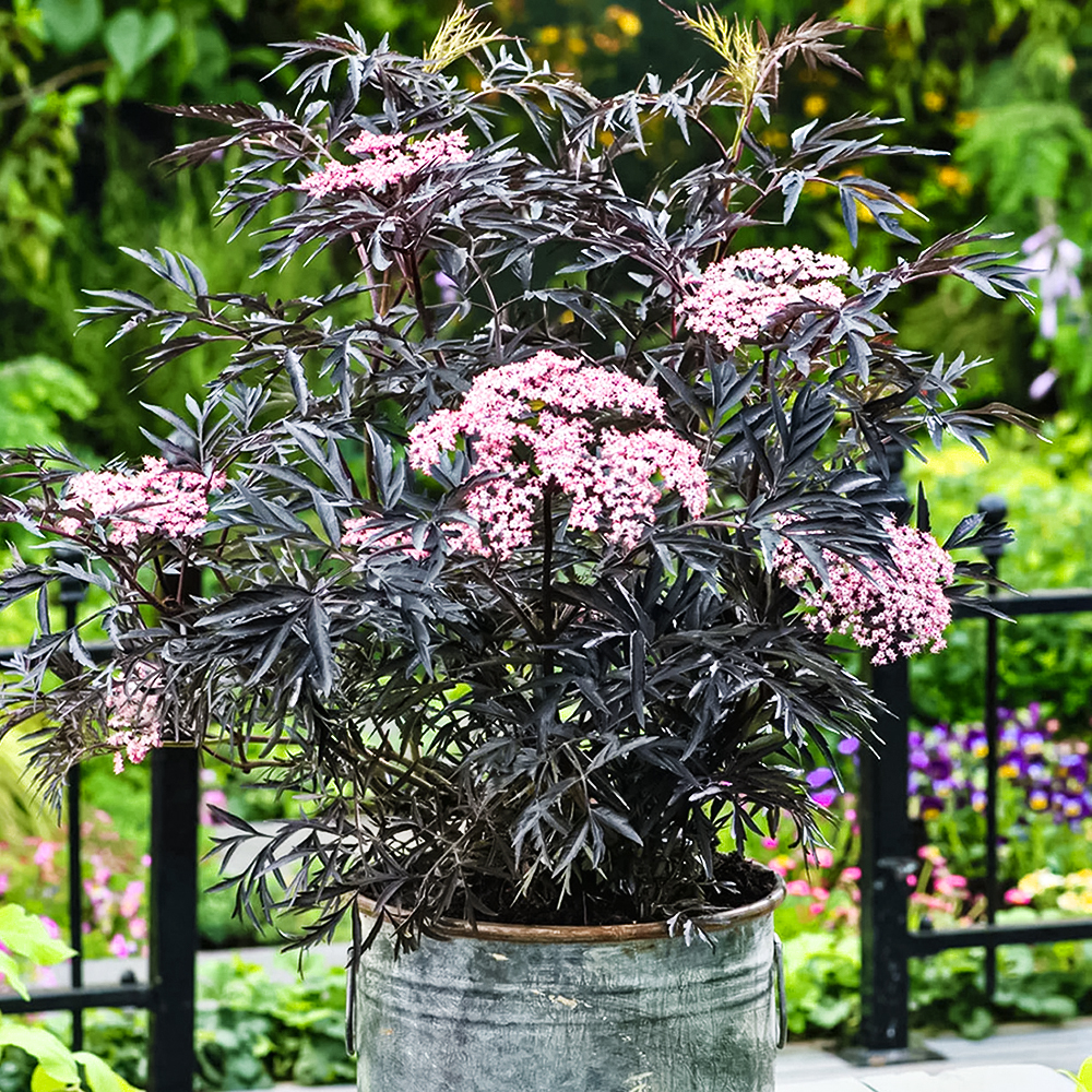 Бузина черная долгоцветущая Блэк Лейс