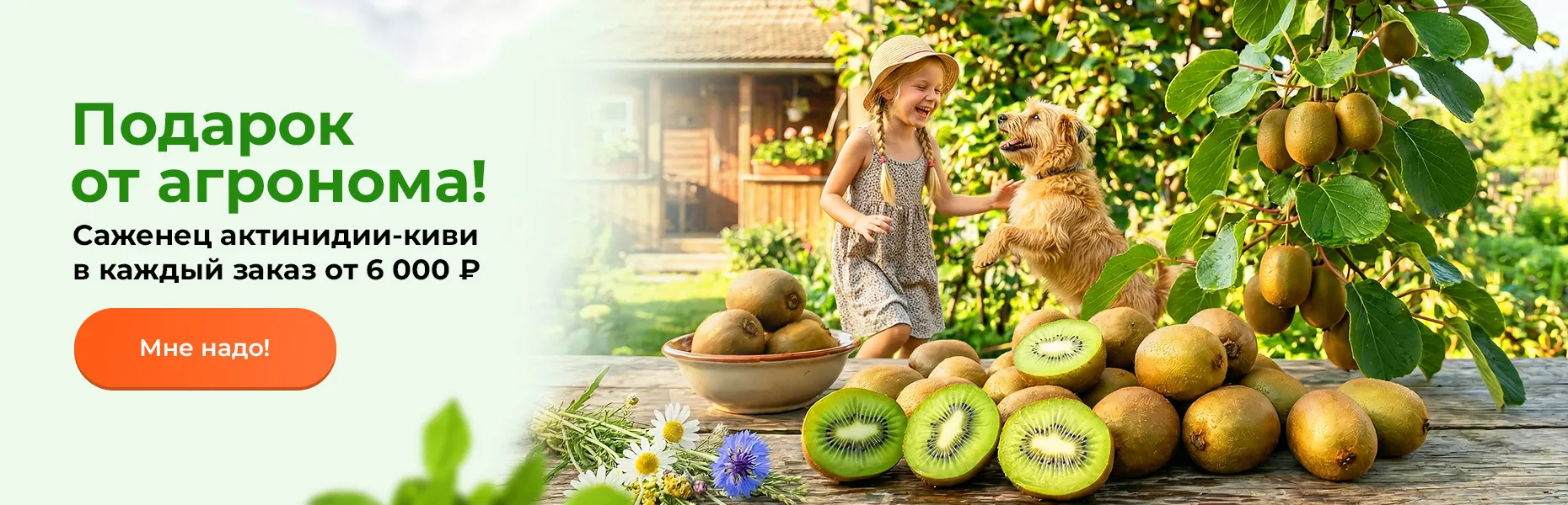Подарок от агронома! Саженец актинидии (киви) в каждый заказ от 6000 рублей