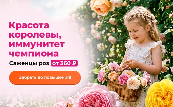 Красота королевы, иммунитет чемпиона! Саженцы роз от 360 рублей