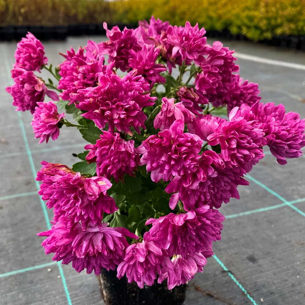 Хризантема мультифлора Свит Пинк