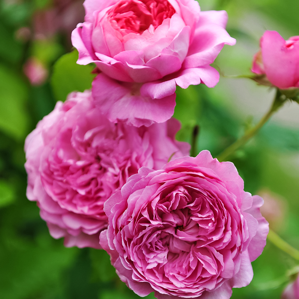 

Роза шраб с ароматом ягод Шанталь Мерье