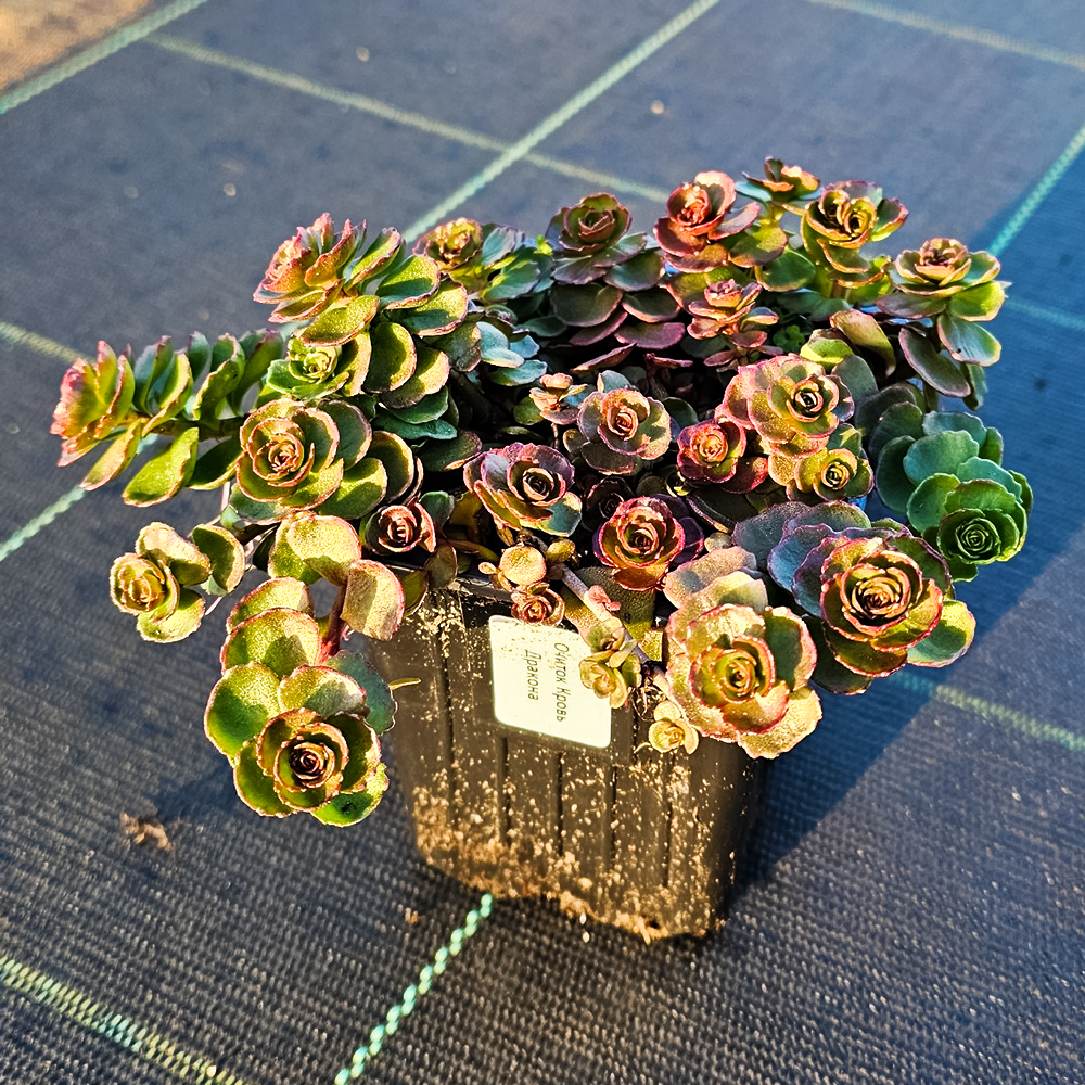 Очиток (седум) ложный Кровь Дракона