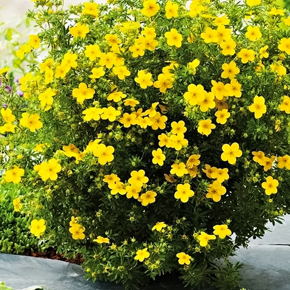 Лапчатка кустарниковая Голдфингер