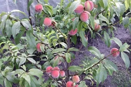 Как вырастить персик в Сибири и на Урале