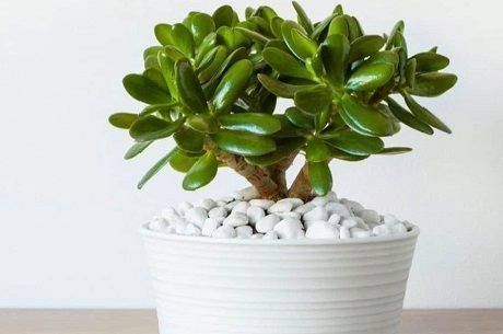 Как правильно выращивать денежное дерево