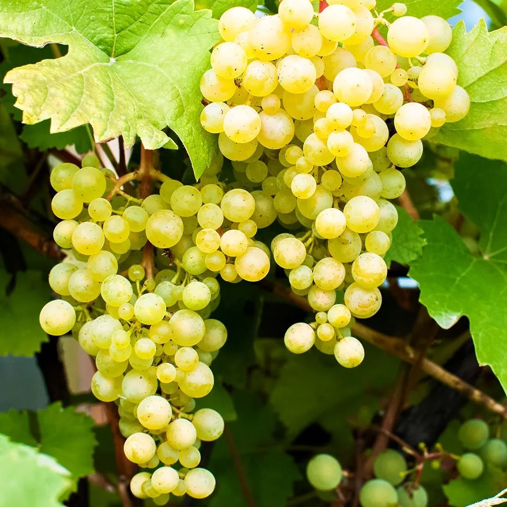 ВинограддлясреднейполосыМосковскийустойчивый