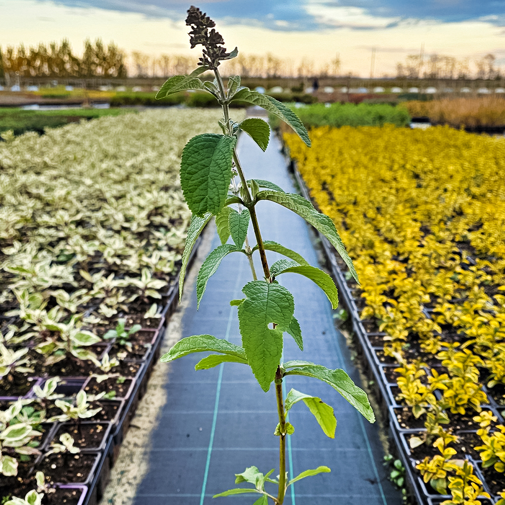 Буддлея Давида Баттерфляй Канди Литтл Пурпл